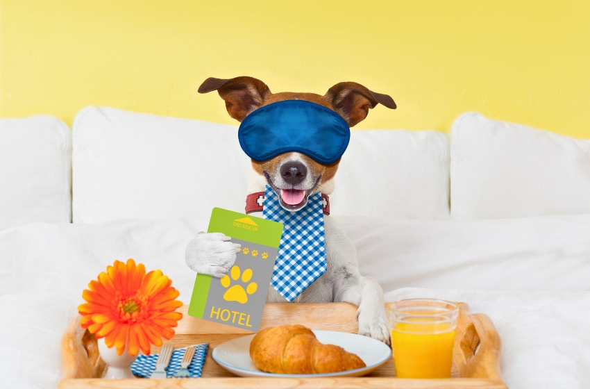 cachorro em uma cama de hotel com comidas
