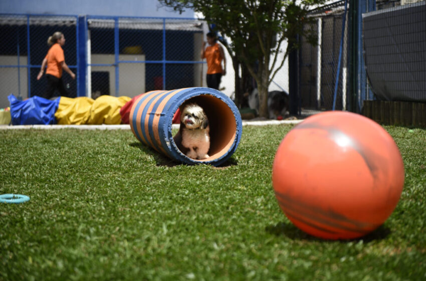 cachorro dentro de cano de plástico em uma creche para pets