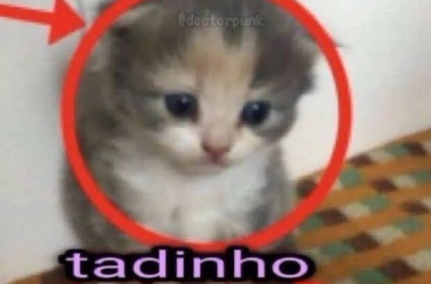 gatinho com uma expressão triste envolto por um círculo vermelho
