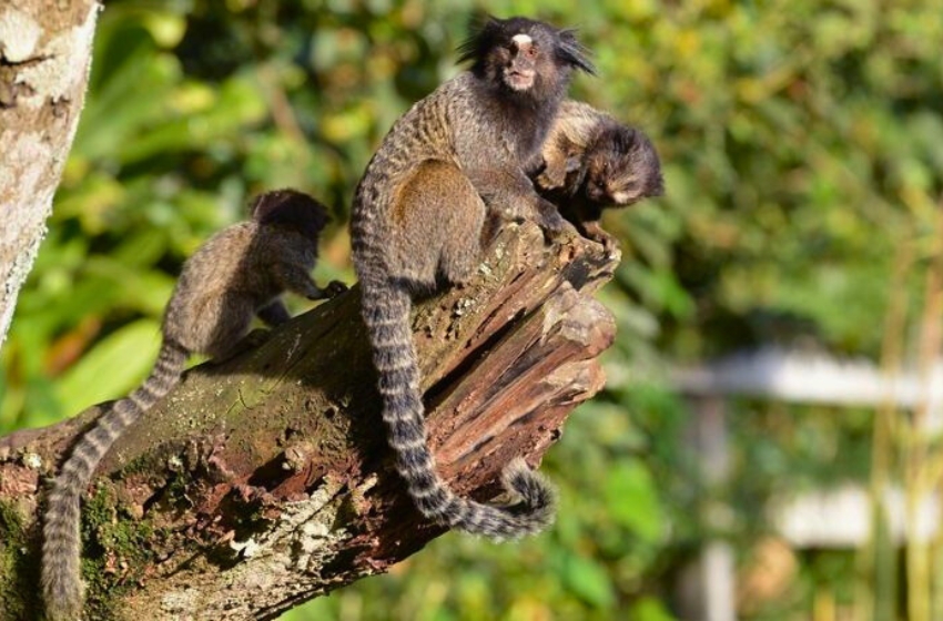 casal de micos em cima de uma árvore