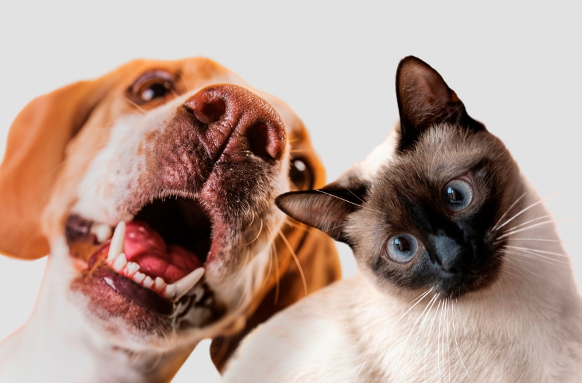  Peludos Terapêuticos: O Impacto Terapêutico dos Animais de Estimação